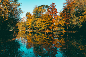 Parco di Monza in Autunno #1 - Foliage